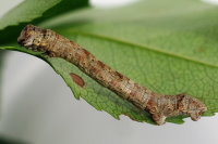 Ectropis crepuscularia, caterpillar  6380