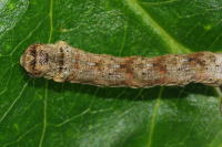 Ectropis crepuscularia, caterpillar  6381
