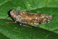 Orientus ishidae  6394