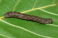 Ectropis crepuscularia, caterpillar  6396