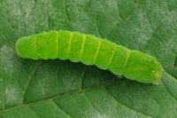 Euplexia lucipara, caterpillar  6399