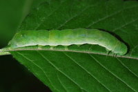 Euplexia lucipara, caterpillar  6401