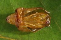 Allophyes oxyacanthae, exuvia  6410