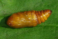 Allophyes oxyacanthae, pupa  6411