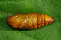 Allophyes oxyacanthae, pupa  6412