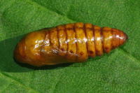 Allophyes oxyacanthae, pupa  6413