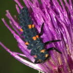 Coccinella septempunctata, larva  6444