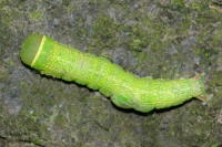 Pseudoips prasinana, parasitierte Raupe  6469