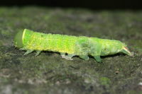 Pseudoips prasinana, parasitised caterpillar  6470