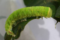 Pseudoips prasinana, caterpillar  6471