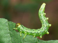 cf. Craesus alniastri, larva  6481