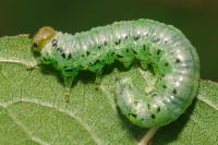 cf. Craesus alniastri, larva  6482