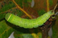 Pseudoips prasinana, caterpillar  6487