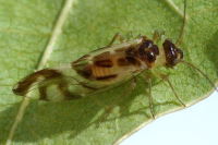 Graphopsocus cruciatus  6488