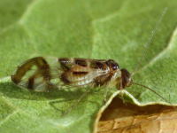 Graphopsocus cruciatus  6489