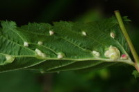 Dasineura ulmaria, plant galls  6491