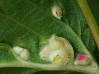 Dasineura ulmaria, plant galls  6492
