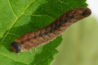Symphyta-L07, larva  6495