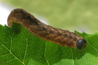 Symphyta-L07, larva  6496