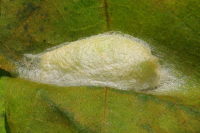 Pseudoips prasinana, pupation cocoon  6498