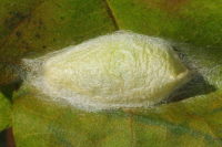 Pseudoips prasinana, pupation cocoon  6499