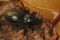 Pterostichus oblongopunctatus  6522