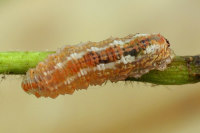 Syrphus sp., larva  6525