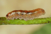 Syrphus sp., larva  6526