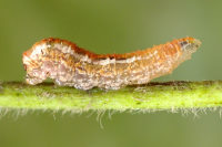 Syrphus sp., larva  6527