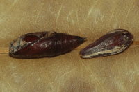 Agriopis aurantiaria, Exuvie  6530