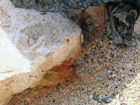 Cheiracanthium sp., male  6564
