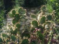 Cyrtophora citricola, spider webs  6565