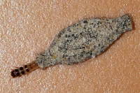 Phereoeca allutella, caterpillar  6586