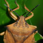 Carpocoris fuscispinus  6616