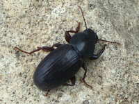 Tenebrionidae sp. (6 mm)  6617