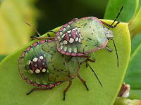 Nezara viridula, larvae (L5)  6625