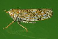 Orientus ishidae  6629