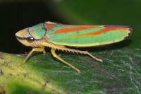 Graphocephala fennahi