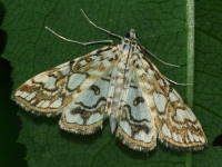 Elophila nymphaeata  6639
