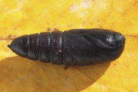 Phalera bucephala, Puppe  6655