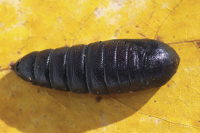 Phalera bucephala, pupa  6656