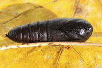 Phalera bucephala, pupa  6658