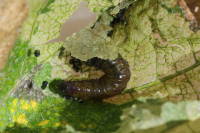 Metendothenia atropunctana, caterpillar  6666