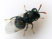 Perilampidae sp.  6676