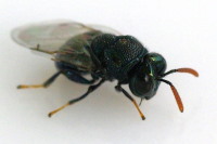 Perilampidae sp.  6677