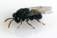 Perilampidae sp.  6678