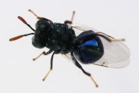 Perilampidae sp., Unterseite  6679