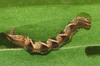 Eupithecia virgaureata, Raupe  6691