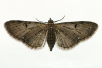Eupithecia virgaureata, weiblich  6696