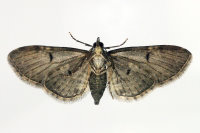 Eupithecia virgaureata, Unterseite  6697